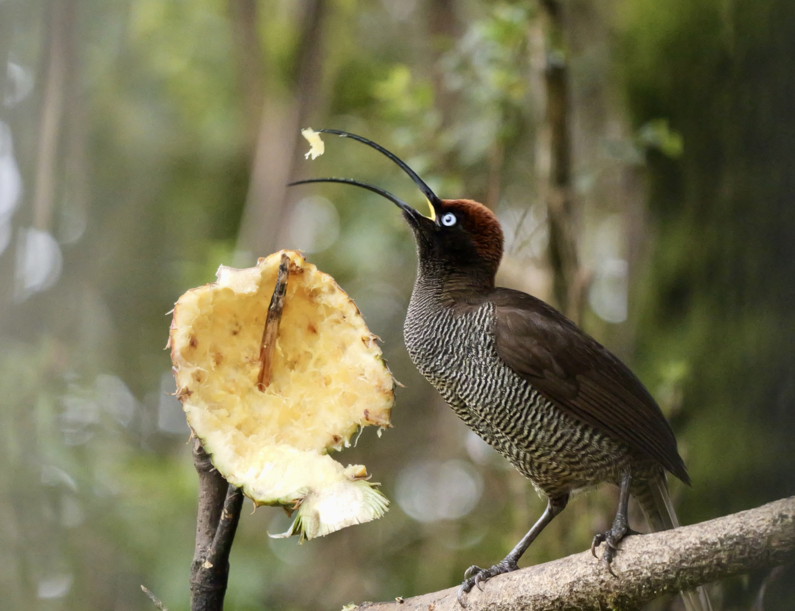 image Brown Sicklebill
